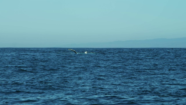 座头鲸的鳍抬高了太平洋蒙特雷海面视频素材