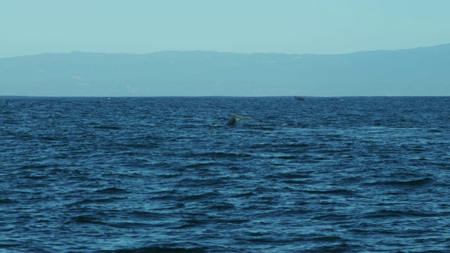 座头鲸的尾巴，一种游动于太平洋的哺乳动物视频素材