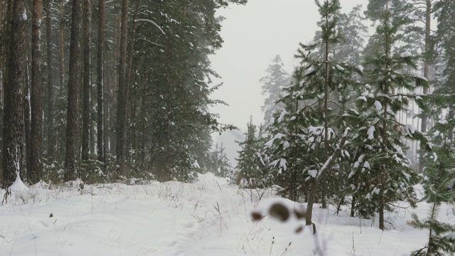 松林,降雪。视频素材