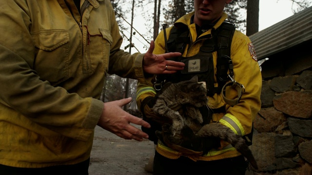 消防队员在野火瓦砾中近距离救出一只猫视频素材