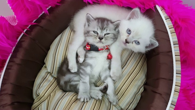 可爱的虎斑猫和白猫在篮子床上睡觉、拥抱和玩耍视频素材
