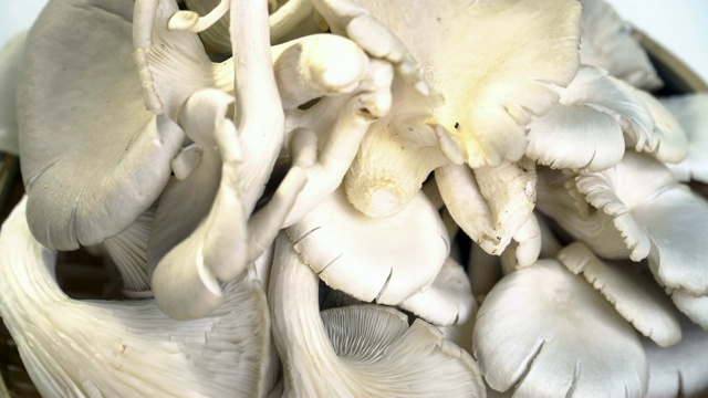 蘑菇在白色的背景。有机鲜耳菇烹饪素食，多利拍摄4K，素食概念。视频素材