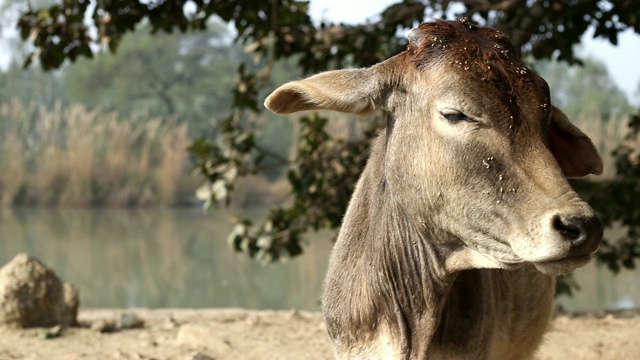 印度的牛肖像视频素材