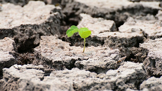 新生命沙漠干旱植物生长视频下载