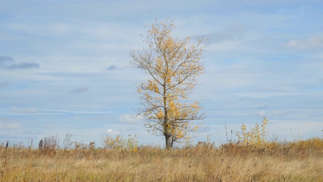 孤独的树在一片黄叶的田野里视频素材