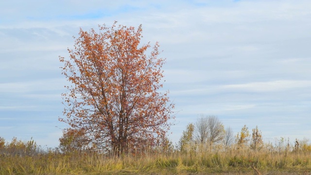 寂寞的树在田野里，秋叶红红的视频素材