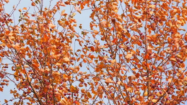 秋天的树，红叶小果实视频素材