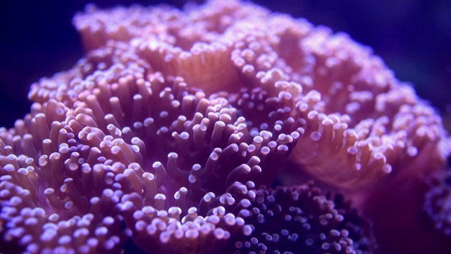 海葵视频素材
