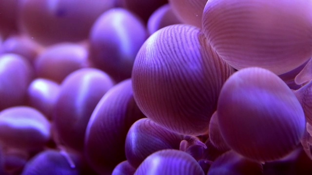 海葵-慢动作视频素材
