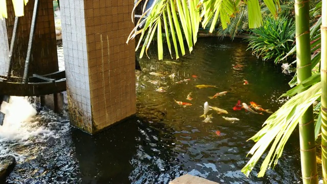 锦鲤在池塘里游泳。视频下载