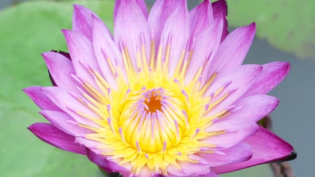 紫莲花是一种美丽的花。视频素材