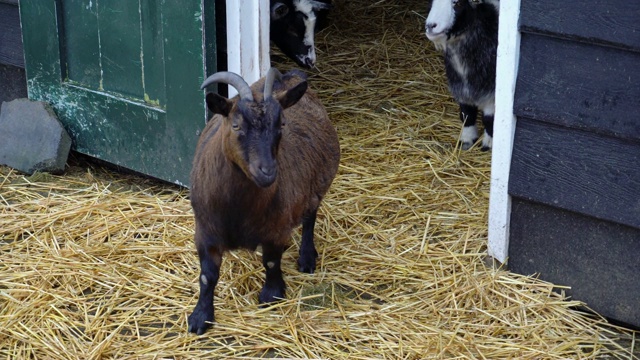 年轻的荷兰棕色山羊用角保护他的山羊视频素材