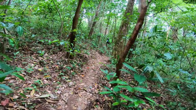 波夫拍摄的人走在丛林徒步旅行的小道冒险视频素材