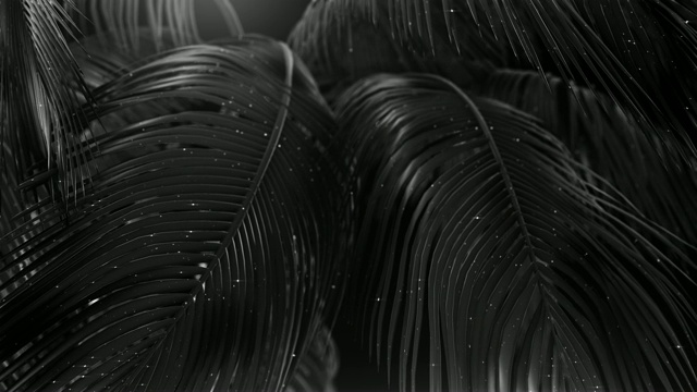 黑色抽象棕榈与闪光视频素材