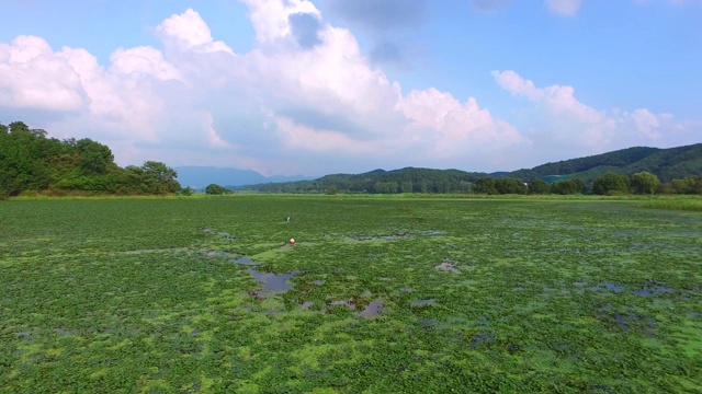 位于庆尚南道昌宁的乌波沼泽(一个重要的湿地，水禽的栖息地，登记为拉姆萨尔湿地)的荷花田视频素材