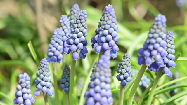 蓝色的风信子花在春天盛开视频素材