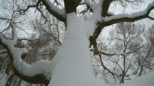 树枝上覆盖着雪视频下载