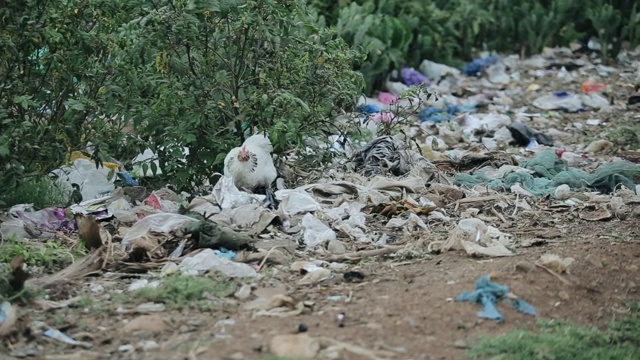 非洲垃圾场的特写镜头。白色的鸡试图在一堆垃圾中寻找食物。视频素材