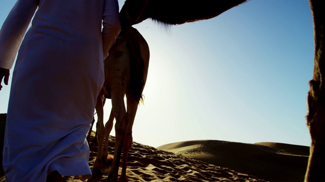 穿着传统服饰的阿拉伯贝都因男性牵着骆驼视频素材