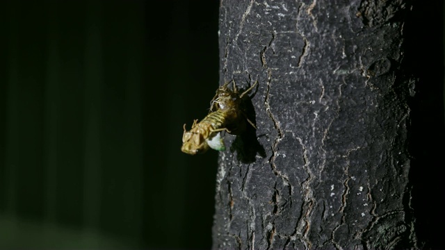 树上的蝉在蜕皮视频下载