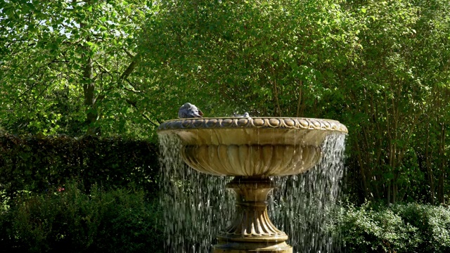 鸟浴在伦敦摄政公园大道花园视频下载