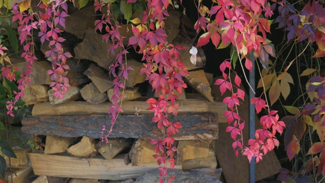 红色的秋天悬挂植物靠近木头的火源视频下载