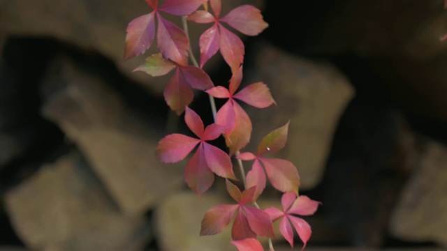 火木前的红秋植物视频下载