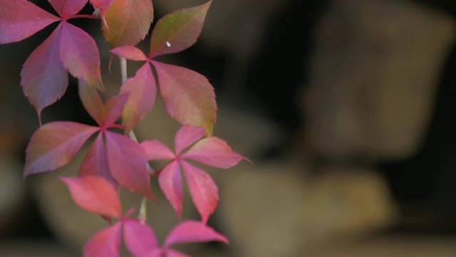 色彩鲜艳的秋天植物叶片宏视频下载