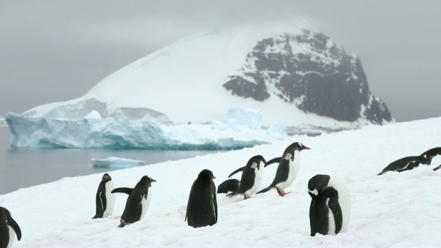 巴布亚企鹅在丹科岛山脉冰川上梳毛，南极洲杰拉契海峡视频下载