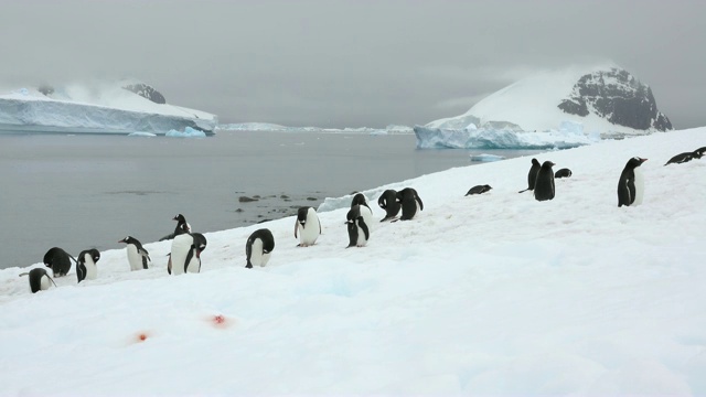 巴布亚企鹅在丹科岛山脉冰川上梳毛，南极洲杰拉契海峡视频下载