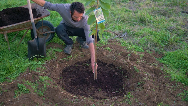 一个年轻人正在挖洞种植一棵树视频素材