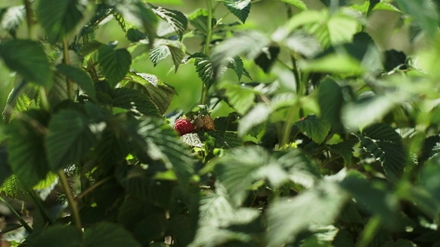 一个男人从灌木上摘浆果。视频素材