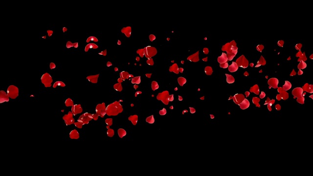 彗星的红花瓣玫瑰。视频素材