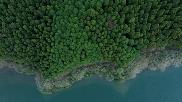 鸟瞰图美丽的森林和海洋视频素材