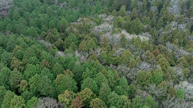 绿色森林鸟瞰图视频素材