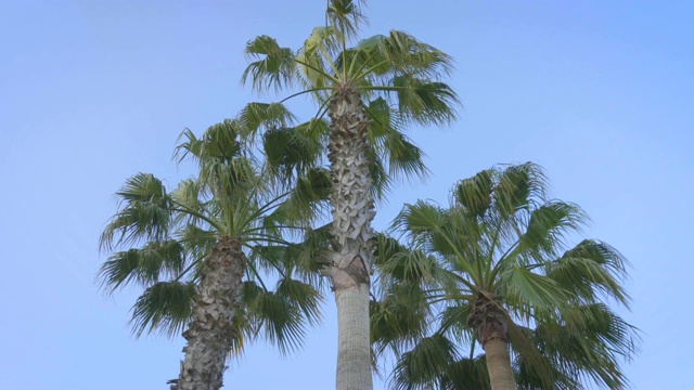 棕榈树在蓝天的背景。视频素材
