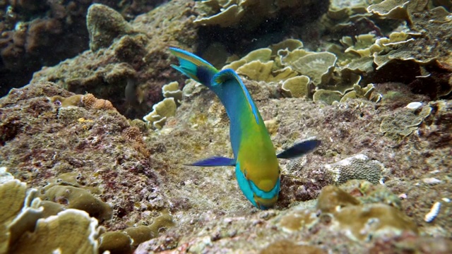 水下鹦嘴鱼(Scarus prasiognathos)在珊瑚礁上吃珊瑚视频下载