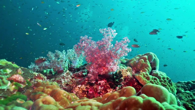 水下珊瑚石斑鱼，生活在充满活力的珊瑚礁上视频素材