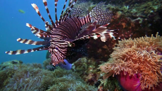 水下狮子鱼又名斑马鱼(翼狮鱼)在珊瑚礁上视频下载