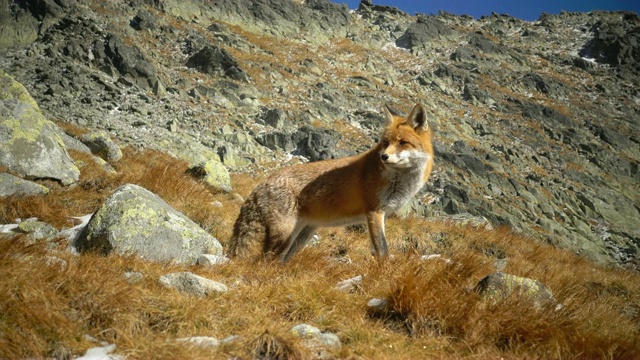 红狐狸在冬季近距离拍摄视频素材