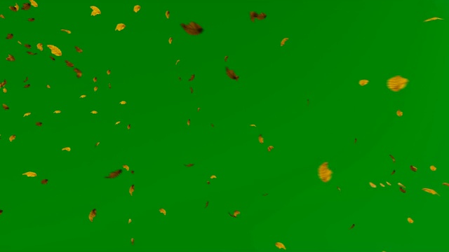 秋叶对着绿屏飞色键，4K视频素材