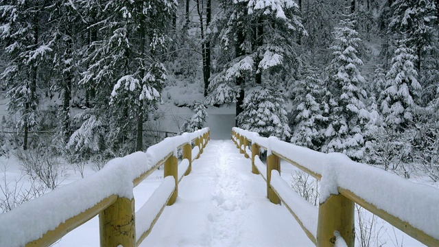 白雪覆盖的树木和桥梁视频素材