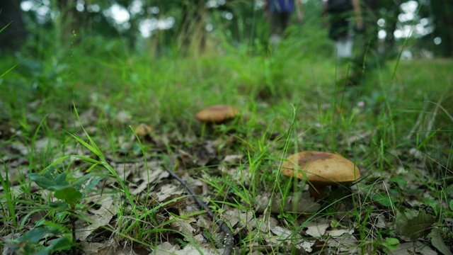 在大自然的蘑菇旁散步视频下载