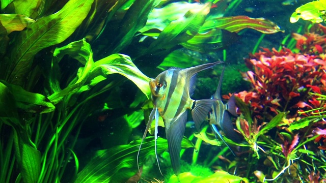 南美洲的水下环境与天使鱼在一个热带水族馆视频下载