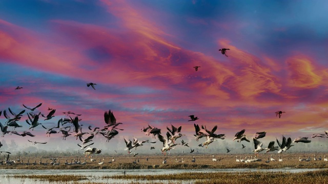 湖中的鸟儿在美丽的云景下视频下载