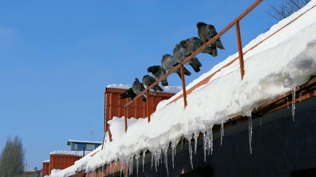一群鸽子坐在有冰柱的冬季屋顶上视频下载