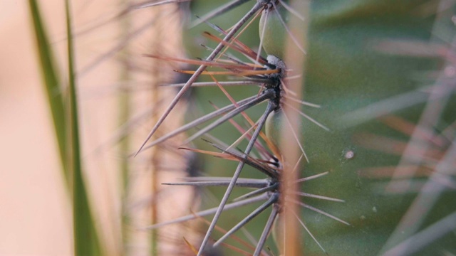 沙漠仙人掌宏-美国亚利桑那州视频素材
