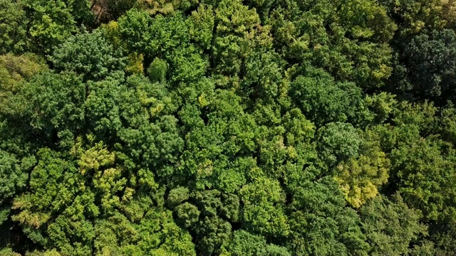静态空中鸟瞰夏季森林顶部与温和的风背景视频下载