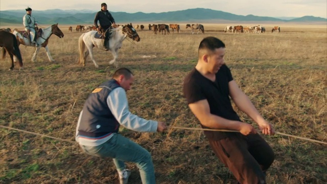 在俄罗斯图瓦，一匹马被套索从半野生的兽群中捕获。视频下载
