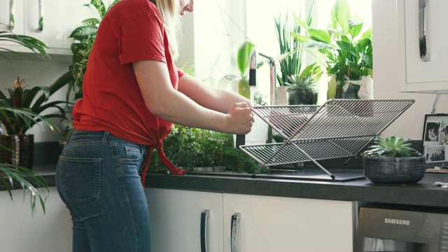 给一株大型室内植物浇水视频素材